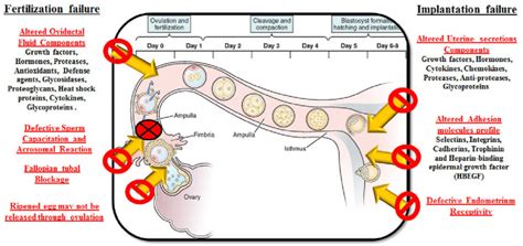 Stages Of Human Fertilization Process