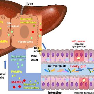 Gutliver Axis The Intestinal Tract And The Liver Are Anatomically And