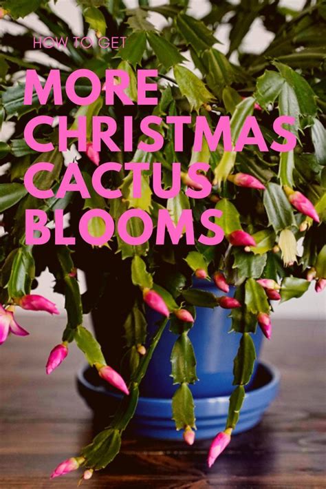 Christmas Cactus How To Id And Care For Everyones Favorite Holiday Plant Christmas Cactus