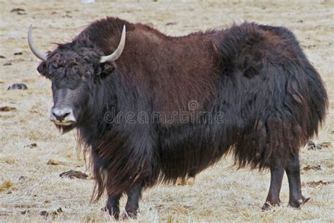 Imperial Tibetan Yak Stock Image Image Of Cattle Grunniens 34867783