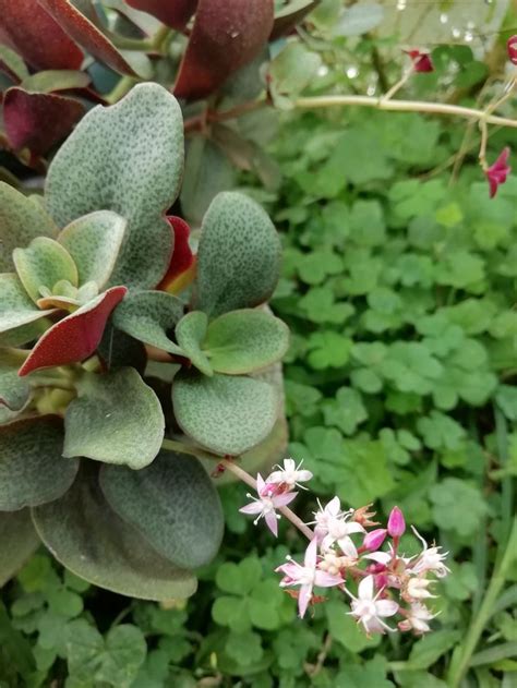 Crassula Multicava Succulents Plants Garden