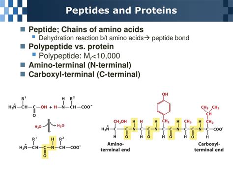 Ppt Chapter Amino Acids Peptides And Proteins Powerpoint