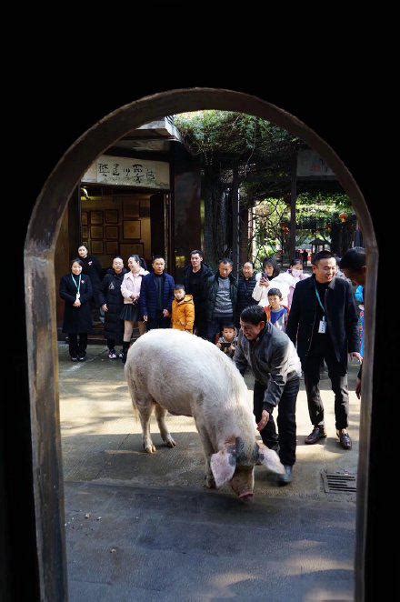 「豬堅強」去世 原主人回應有不舍，但看到它自然死亡的心願已實現 每日頭條