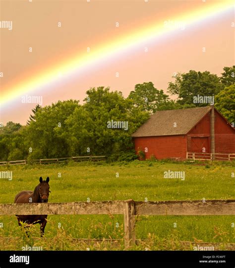 Country landscape with horse and rainbow Stock Photo - Alamy