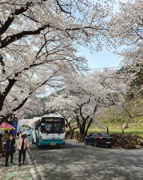 하동 여행 하동 십리벚꽃길 개화시기 실시간 보는법 네이버 블로그