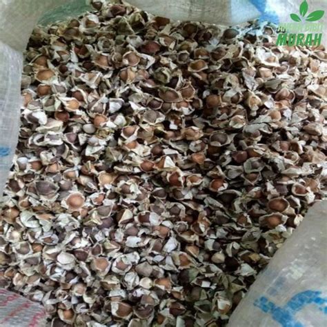 Jual Aneka Bibit 1 Kg Benih Biji Pohon Daun Kelor Herbal Di Lapak