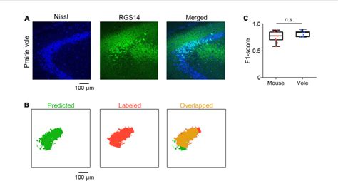 PDF Machine Learning Based Segmentation Of The Rodent Hippocampal CA2