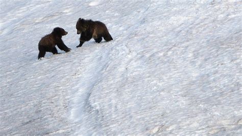 Polar bears & grizzlies are mating – what should we call the result ...