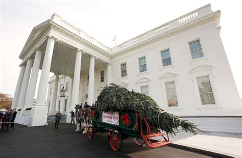 A ‘Cinderella story’: How this year’s White House Christmas tree came ...