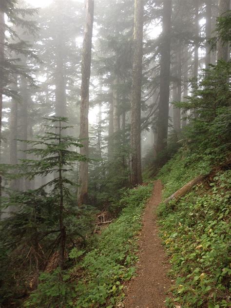 Jesse's Foggy Forest Trail