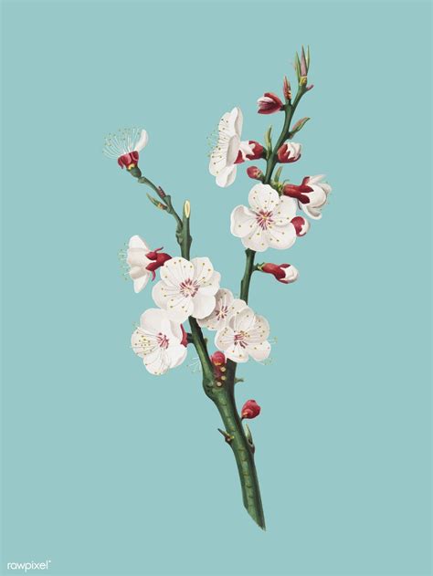 Apricot flower from Pomona Italiana illustration | free image by ...