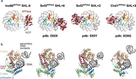 Comparison Of Nucleosome Bound Swi2 Snf2 Type ATPases A Interaction Of