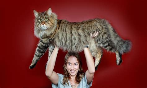 Maine Coon el gato más espectacular