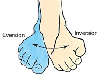 Inversion Eversion Ankle Joint Inversions Ankle Joint Anatomy