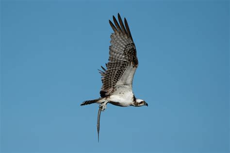 Brown and White Eagle Flying Near Tree · Free Stock Photo