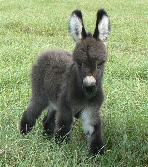 These 30 Cute Baby Donkeys Are Everything You Need To See Today Cute