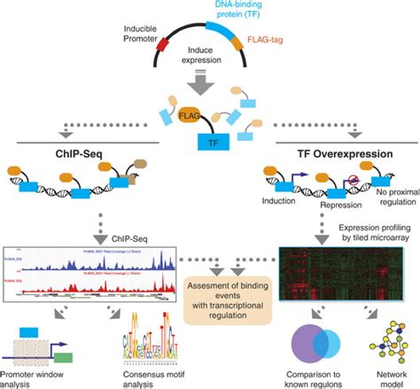 Omics Tb Chip Seq Experiments Bv Brc