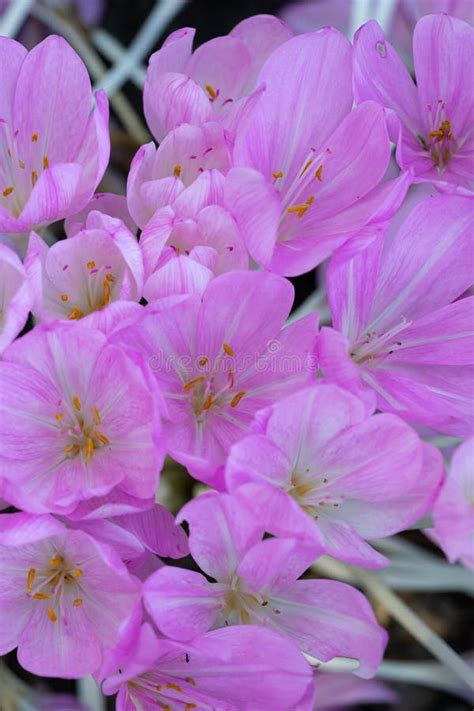 Autumn Crocus Colchicum Autumnale Pink Flowers Seen From Above Stock