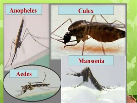 Medical Entomology Lecture Ppt Ppt