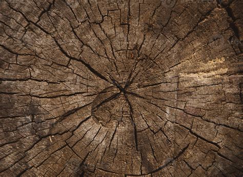 Textura De Madera De Tronco De Rbol Cortado Foto De Stock En