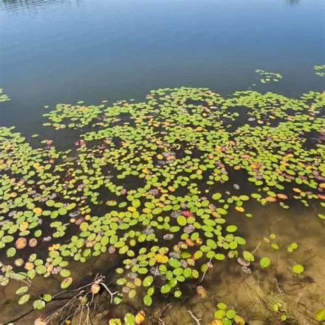 15 Native Texas Pond Plants Top Species Pond Informer