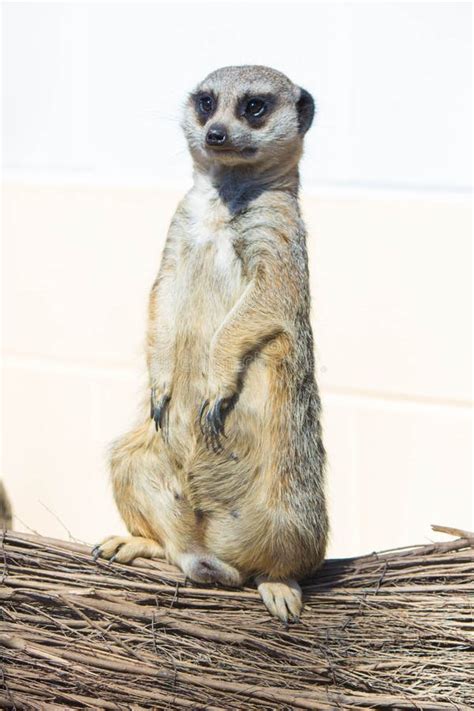 Meerkat stock photo. Image of eyes, face, mouth, suricate - 51608882