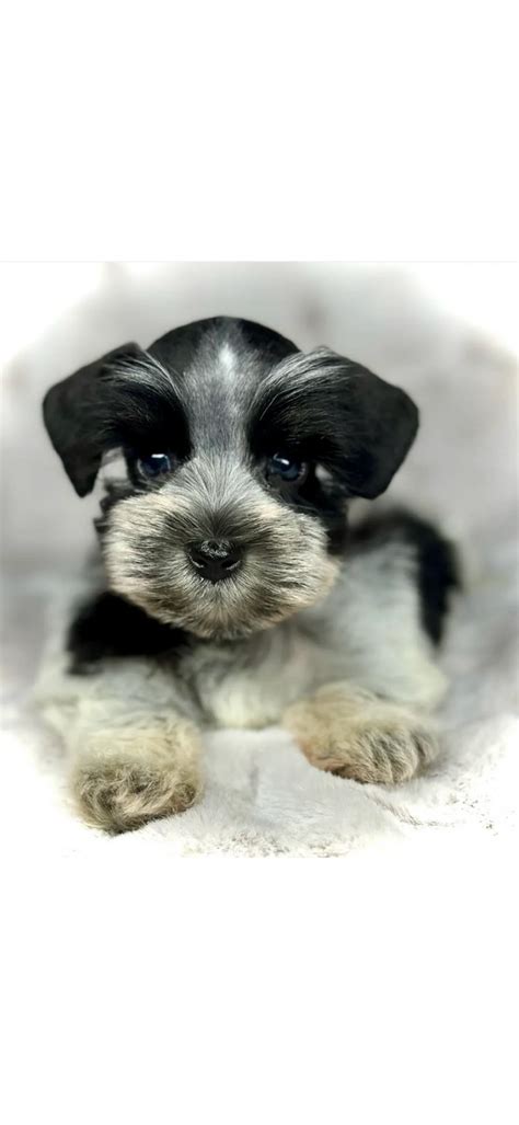 Quality Mini Schnauzer Puppies For Sale Schnauzer Empire