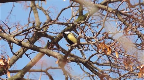 Great Tit Singing Youtube