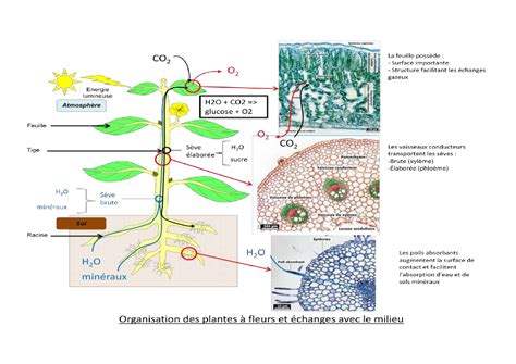 Cours Svt Terminale S Les Plantes Mon Blog Jardinage