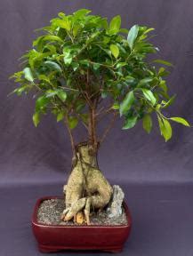 Ginseng Ficus Bonsai Tree Ficus Retusa