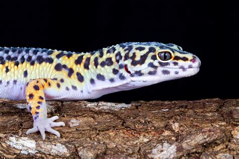 Breeding Leopard Geckos A Step By Step Guide