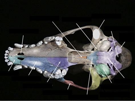 Mammal Skull Bottom View Diagram Quizlet