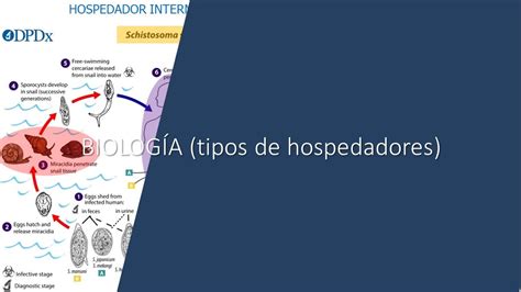 BIOLOGÍA Tipos de Hospedadores YouTube