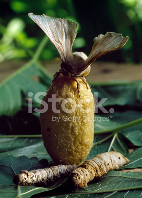 Silkworm Moth Over Two Cocoons Stock Photo | Royalty-Free | FreeImages