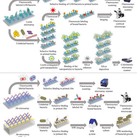 Pdf Microarray Strategies For Exploring Bacterial Surface Glycans And