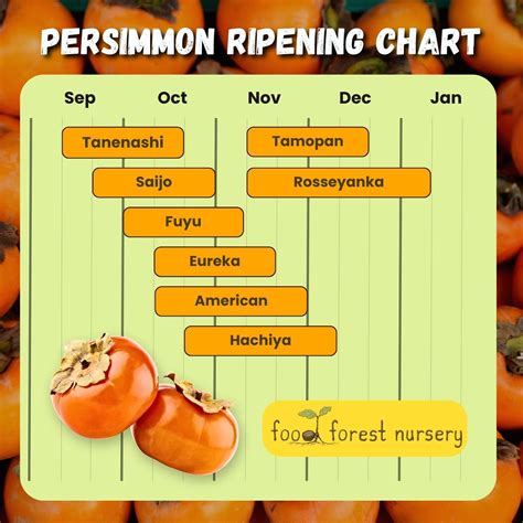 American Persimmon Trees For Sale - Bare Root Persimmons