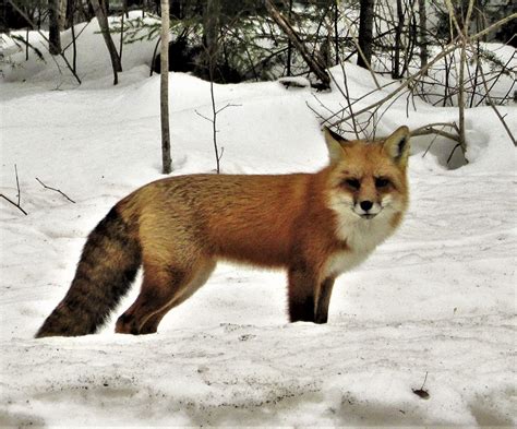 Minnesota Seasons Red Fox