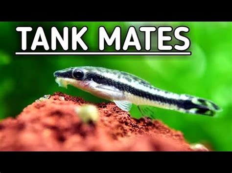 Otocinclus Catfish Tank Mates Otocinclus Otocinclus Catfish Youtube