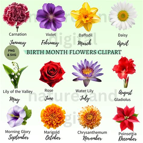 Birth Flowers SVG & PNG Birth Month Flowers Clip Art Digital Download ...