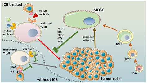 Targeting Mdsc For Immune Checkpoint Blockade In Cancer Immunotherapy