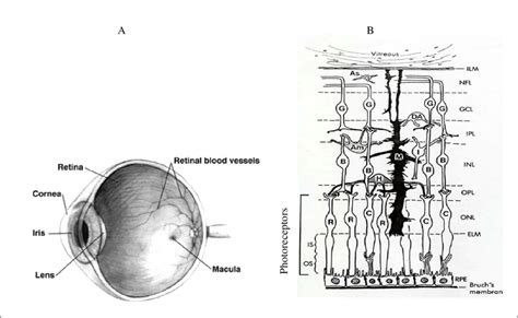 Schematic Diagram Of The Human Eye Showing The Macula And Major Cell