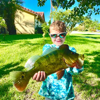 The Best Peacock Bass Fishing Guides In Florida