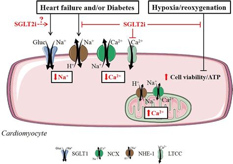 Frontiers Direct Cardiac Actions Of Sodium Glucose Cotransporter