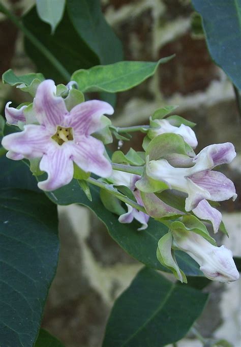 New Araujia Sericifera The Beth Chatto Gardens