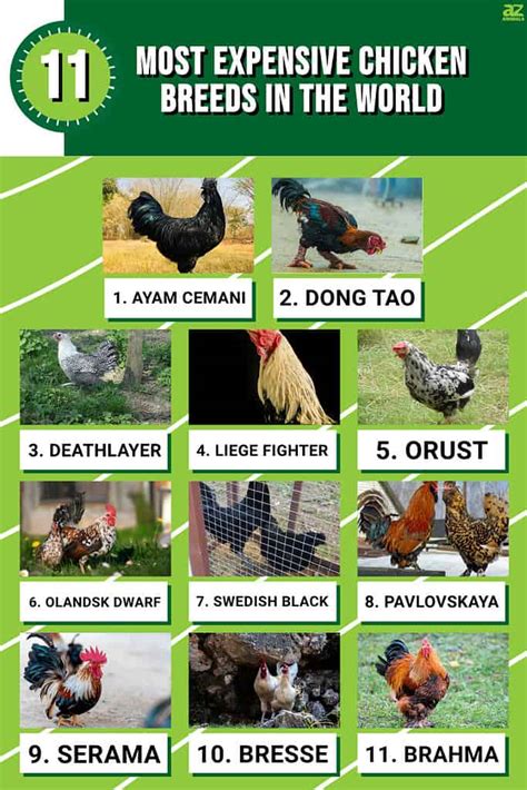 Brahma Chicken Philippines Off Einvoice Fpt Vn