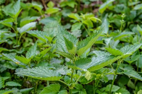 Close Up Of A Bush Of Urtica Dioica Known As Common Nettle Stinging