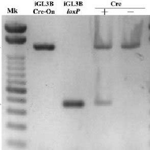 Fractionation By Gel Electrophoresis Of Products Of Pcr Amplied From