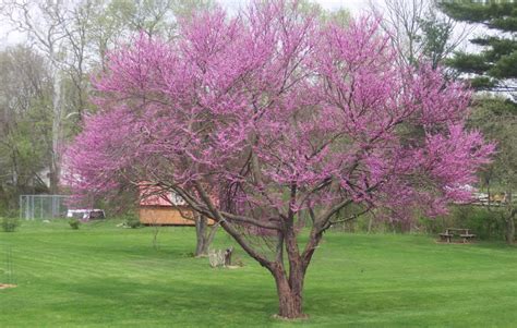 Redbud Tree Pictures Photos Facts On The Redbud Trees