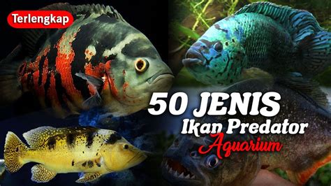 Jenis Ikan Predator Air Tawar Aquarium Galak Dan Agresif Youtube