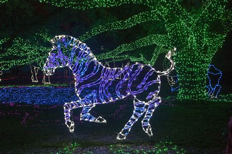 Zoo Lights